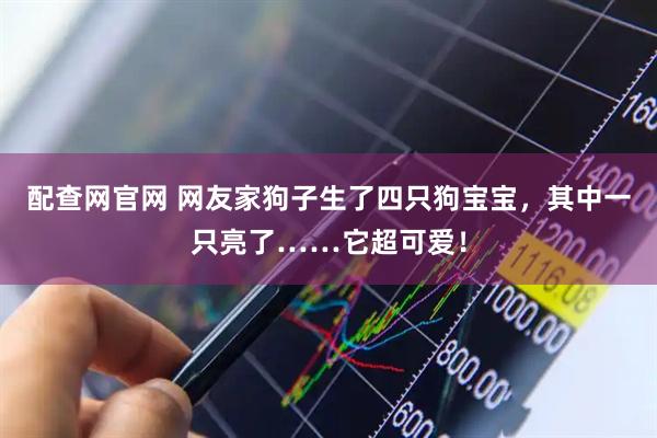 配查网官网 网友家狗子生了四只狗宝宝，其中一只亮了……它超可爱！