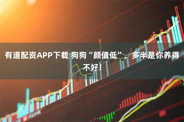 有道配资APP下载 狗狗“颜值低”，多半是你养得不好！